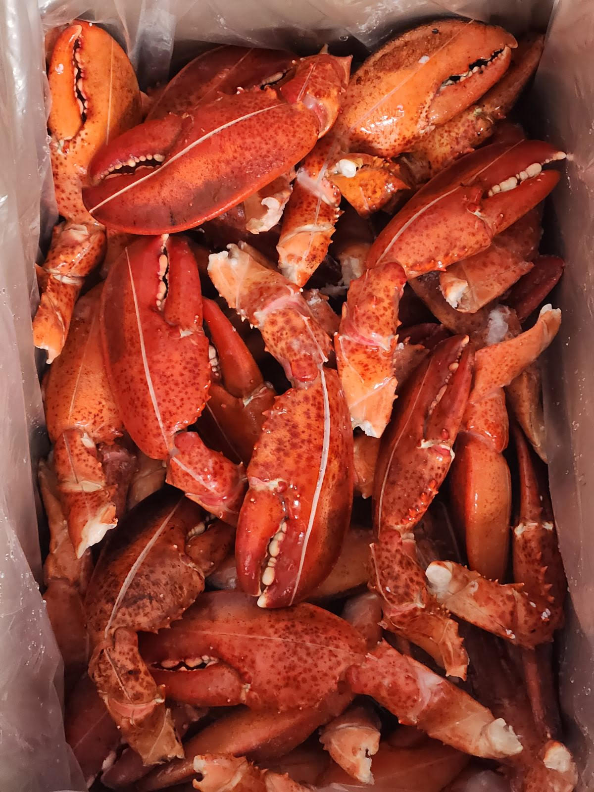 Whole Cooked, Scored &amp; Frozen Lobster Claws &amp; Knuckles / Frozen Cooked and Scored Lobster Claws &amp; Arm in Shell - 3 lb